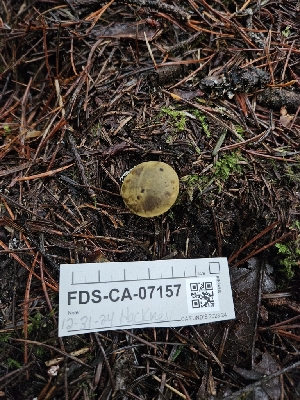  ( - FDS-CA-07157)  @11 [ ] by (2024) Mandy Hackney Fungal Diversity Survey