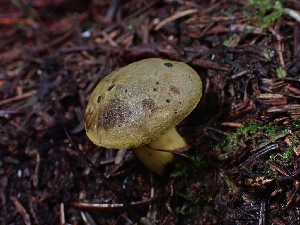  ( - FDS-CA-07157)  @11 [ ] by (2024) Mandy Hackney Fungal Diversity Survey