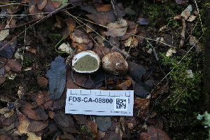  ( - FDS-CA-08800)  @11 [ ] c (2024) Marinna Grijalva Fungal Diversity Survey