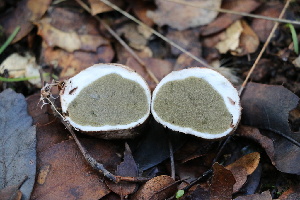  ( - FDS-CA-08800)  @11 [ ] c (2024) Marinna Grijalva Fungal Diversity Survey