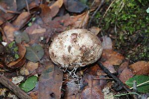  ( - FDS-CA-08800)  @11 [ ] c (2024) Marinna Grijalva Fungal Diversity Survey