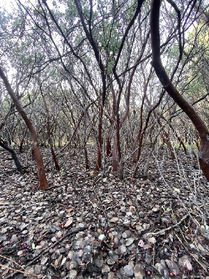  ( - FDS-CA-08710)  @11 [ ] c (2024) Marinna Grijalva Fungal Diversity Survey