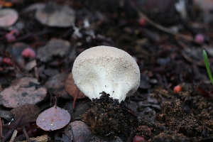 ( - FDS-CA-08710)  @11 [ ] c (2024) Marinna Grijalva Fungal Diversity Survey