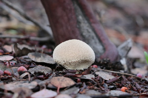  ( - FDS-CA-08710)  @11 [ ] c (2024) Marinna Grijalva Fungal Diversity Survey