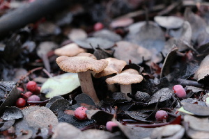  ( - FDS-CA-08711)  @11 [ ] c (2024) Marinna Grijalva Fungal Diversity Survey