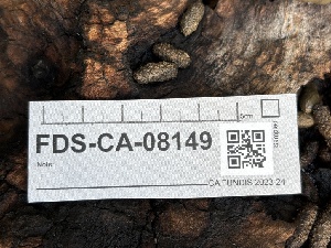  ( - FDS-CA-08149)  @11 [ ] by-nc (2024) Damon Tighe Fungal Diversity Survey