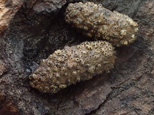  (Sordariaceae - FDS-CA-08149)  @11 [ ] by-nc (2024) Damon Tighe Fungal Diversity Survey
