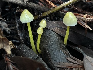  ( - FDS-CA-08150)  @11 [ ] by-nc (2024) Damon Tighe Fungal Diversity Survey