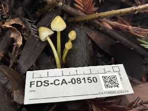  ( - FDS-CA-08150)  @11 [ ] by-nc (2024) Damon Tighe Fungal Diversity Survey