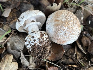  ( - FDS-CA-08153)  @11 [ ] by-nc (2024) Damon Tighe Fungal Diversity Survey