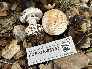  ( - FDS-CA-08153)  @11 [ ] by-nc (2024) Damon Tighe Fungal Diversity Survey