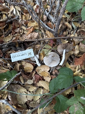  ( - FDS-CA-06671)  @11 [ ] by (2024) Justin Paulin Fungal Diversity Survey