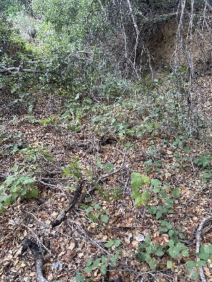  ( - FDS-CA-06671)  @11 [ ] by (2024) Justin Paulin Fungal Diversity Survey
