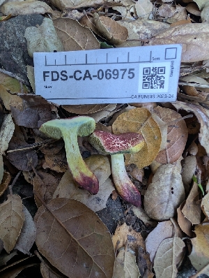  ( - FDS-CA-06975)  @11 [ ] by-nc (2024) Stu Pickell Fungal Diversity Survey