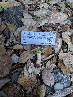  ( - FDS-CA-06975)  @11 [ ] by-nc (2024) Stu Pickell Fungal Diversity Survey