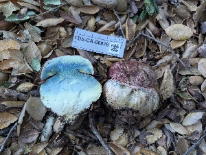  ( - FDS-CA-06976)  @11 [ ] by-nc (2024) Stu Pickell Fungal Diversity Survey