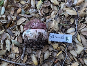  ( - FDS-CA-06976)  @11 [ ] by-nc (2024) Stu Pickell Fungal Diversity Survey