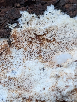  ( - FDS-CA-06982)  @11 [ ] by-nc (2024) Stu Pickell Fungal Diversity Survey