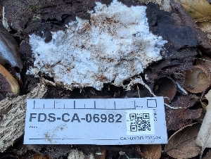  ( - FDS-CA-06982)  @11 [ ] by-nc (2024) Stu Pickell Fungal Diversity Survey