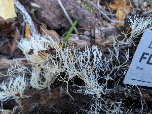  ( - FDS-CA-06983)  @11 [ ] by-nc (2024) Stu Pickell Fungal Diversity Survey