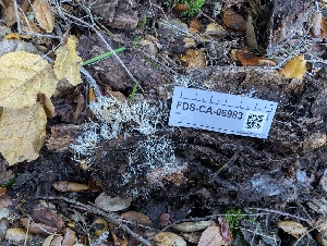  ( - FDS-CA-06983)  @11 [ ] by-nc (2024) Stu Pickell Fungal Diversity Survey