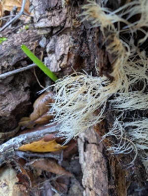  ( - FDS-CA-06983)  @11 [ ] by-nc (2024) Stu Pickell Fungal Diversity Survey