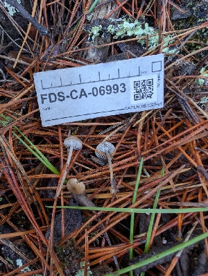  ( - FDS-CA-06993)  @11 [ ] by-nc (2024) Stu Pickell Fungal Diversity Survey