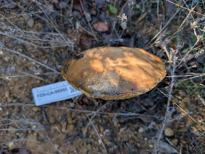  ( - FDS-CA-06995)  @11 [ ] by-nc (2024) Stu Pickell Fungal Diversity Survey