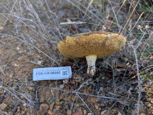  (Suillus pungens - FDS-CA-06995)  @11 [ ] by-nc (2024) Stu Pickell Fungal Diversity Survey