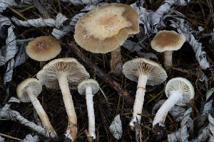  ( - FDS-CA-07425)  @11 [ ] by-nc (2024) Dean Lyons Fungal Diversity Survey