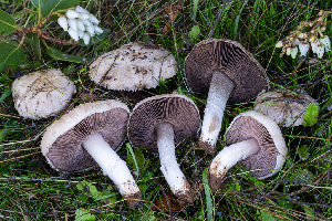  ( - FDS-CA-08591)  @11 [ ] by-nc (2024) Dean Lyons Fungal Diversity Survey