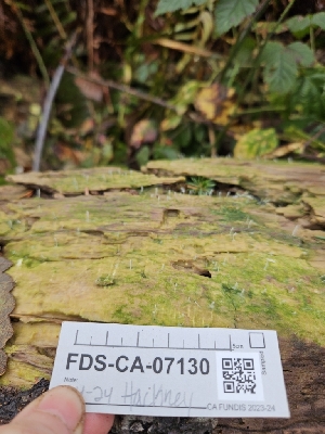  ( - FDS-CA-07130)  @11 [ ] by (2025) Mandy Hackney Fungal Diversity Survey