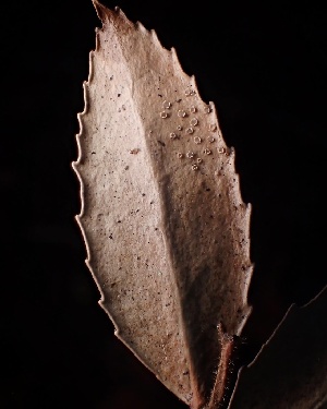  ( - FDS-CA-08155)  @11 [ ] by-nc (2025) Damon Tighe Fungal Diversity Survey