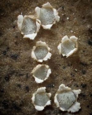  ( - FDS-CA-08155)  @11 [ ] by-nc (2025) Damon Tighe Fungal Diversity Survey
