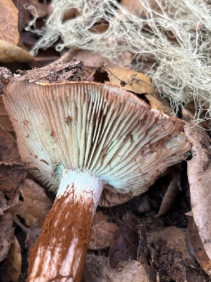  ( - FDS-CA-08474)  @11 [ ] by-nc (2025) Dean Lyons Fungal Diversity Survey