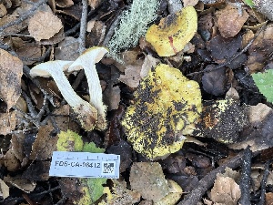  ( - FDS-CA-08412)  @11 [ ] by-nc (2025) Dean Lyons Fungal Diversity Survey