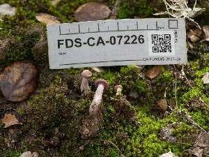  (Laccaria amethysteo-occidentalis - FDS-CA-07226)  @11 [ ] by-nc (2025) Stu Pickell Fungal Diversity Survey