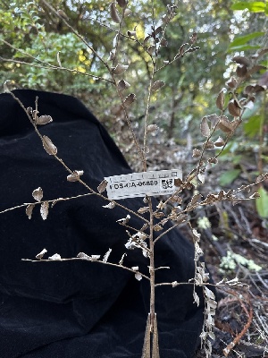  ( - FDS-CA-06680)  @11 [ ] by (2025) Justin Paulin Fungal Diversity Survey