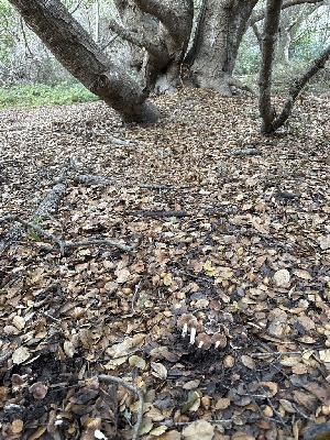  ( - FDS-CA-06679)  @11 [ ] by (2025) Justin Paulin Fungal Diversity Survey
