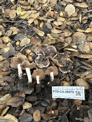 ( - FDS-CA-06679)  @11 [ ] by (2025) Justin Paulin Fungal Diversity Survey
