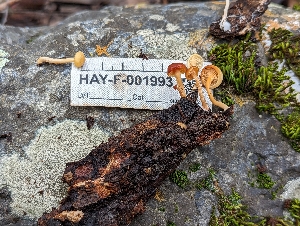  (Clitocybe sp. CA03 - HAY-F-001993)  @11 [ ] Unspecified (default): All Rights Reserved (2023) Stu Pickell FunDiS