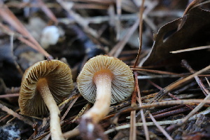  ( - FDS-CA-08718)  @11 [ ] c (2025) Marinna Grijalva Fungal Diversity Survey