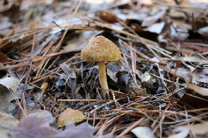  ( - FDS-CA-08718)  @11 [ ] c (2025) Marinna Grijalva Fungal Diversity Survey