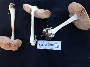  ( - FDS-CA-02465)  @11 [ ] by-nc (2025) Jaren Hockert Fungal Diversity Survey