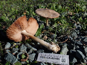  ( - FDS-CA-02465)  @11 [ ] by-nc (2025) Jaren Hockert Fungal Diversity Survey