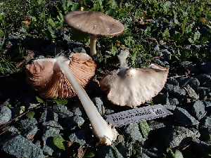  ( - FDS-CA-02465)  @11 [ ] by-nc (2025) Jaren Hockert Fungal Diversity Survey
