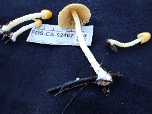  ( - FDS-CA-02467)  @11 [ ] by-nc (2025) Jaren Hockert Fungal Diversity Survey