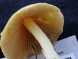  ( - FDS-CA-02467)  @11 [ ] by-nc (2025) Jaren Hockert Fungal Diversity Survey