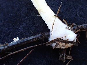  (Bolbitius titubans - FDS-CA-02467)  @11 [ ] by-nc (2025) Jaren Hockert Fungal Diversity Survey