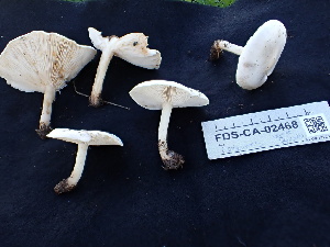  ( - FDS-CA-02468)  @11 [ ] by-nc (2025) Jaren Hockert Fungal Diversity Survey